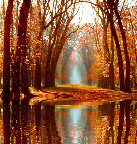 Paysage - Forêt reflet d'eau