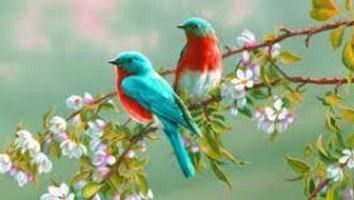 Animaux Oiseaux - Couple sur la branche fleurie
