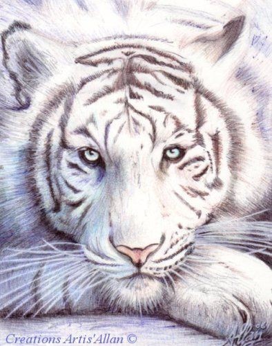 Animaux Tigre - Tigre blanc