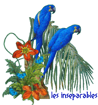 Animaux Oiseaux - Perroquets bleus