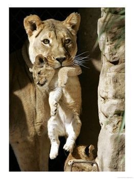 Animaux Lion - Lionne déplace le lionceau