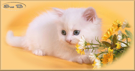 Animaux Chat blanc fond jaune