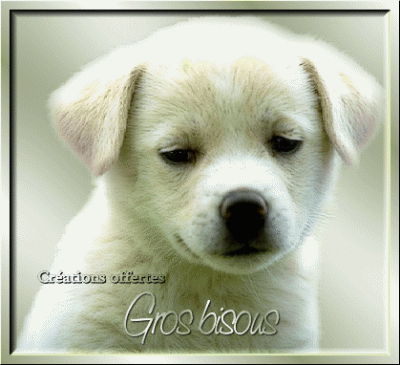 Les chiens - Page 6 11040b35