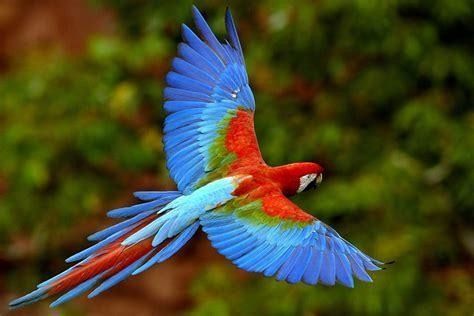 Animaux Oiseaux - Perroquet au vol du Brésil