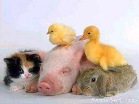Animaux - Chat, Cochonnet, Lapin, Poussin, Canard