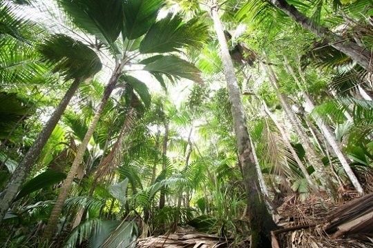 Sites Naturels Exceptionnels - Vallée de Mai, aux Seychelles