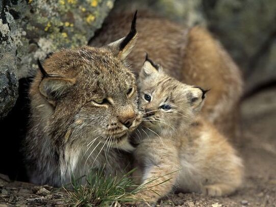 Animaux Lynx - Lynx et son petit
