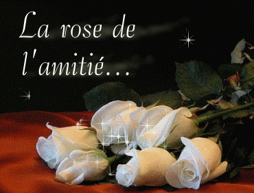 Amiti - Roses blanches de l'amiti
