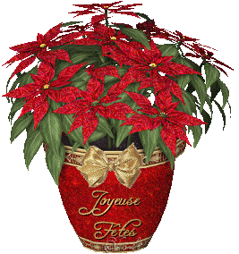 Joyeux Noël, Bonne Année - Plante Poinsettia des Fêtes