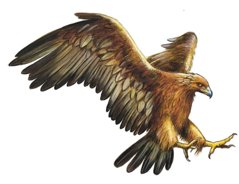 Animaux Oiseaux Aigle - Aigle Royal fond transparent