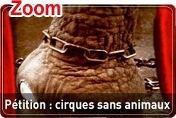 Animaux Cirques Clic Animaux - Cas Maltraitance
