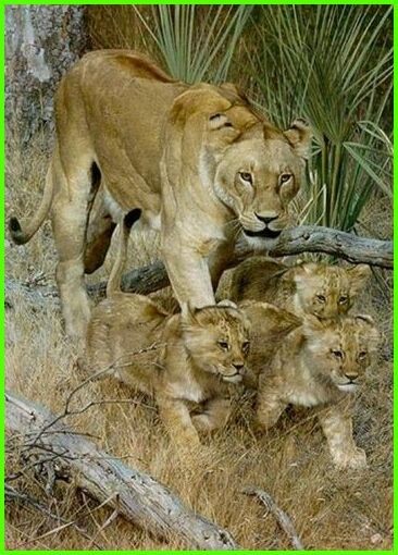 Animaux Lion - Lionne et ses trois lionceaux