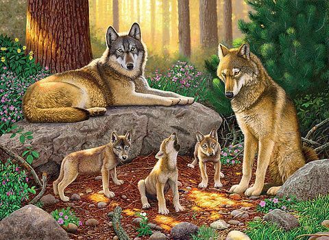 Animaux Loups - Famille Loups en forêt