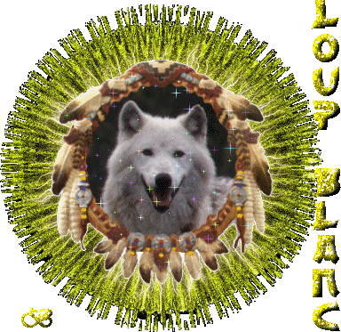 Animaux Loup blanc
