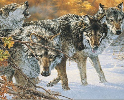 Animaux Loups - Les Loups dans la neige