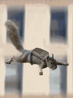 catapulting squirrel