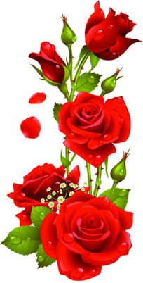 Fleurs - Roses rouges fond transparent