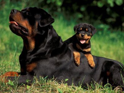 Animaux Chien - Chiens race Rottweiler, mère et petit