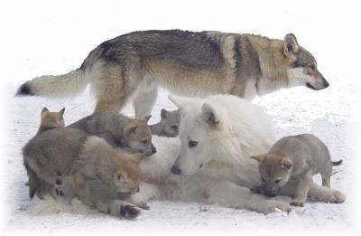Animaux Loups - Famille Loups