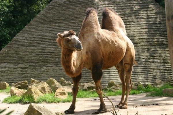Humour - Fatigué comme un chameau