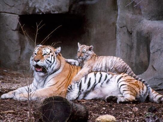 Animaux Tigre - Tigresse et son petit tigre