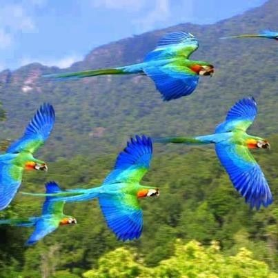 Animaux Oiseaux - Oiseaux bleu et vert au vol