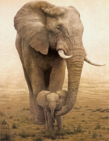 Animaux Éléphant - Éléphante et son petit