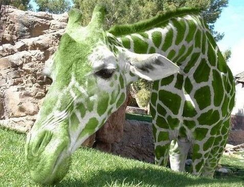Animaux Girafe - Girafe verte