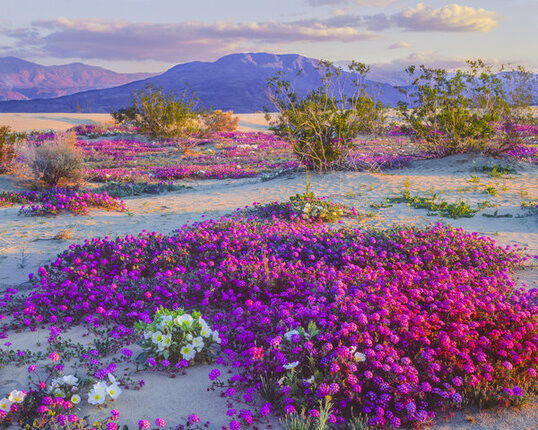 Paysage - Fleurs de la Californie après la pluie