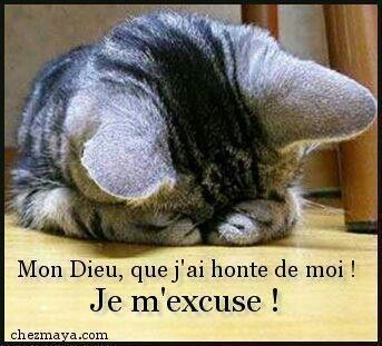 Excuse Pardon - Chat, s'excuse