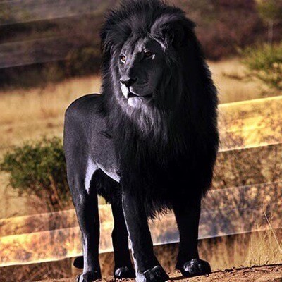 Animaux Lion - Lion noir rare