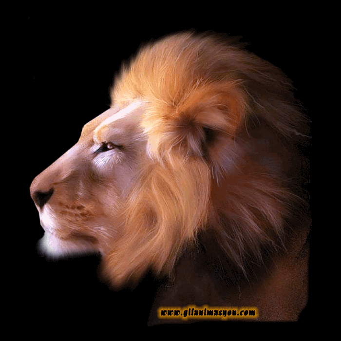 Animaux - Lion profil animé