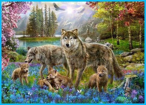 Animaux Loups - Famille loups paysage