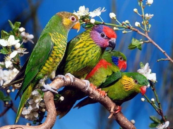 Animaux Oiseaux - Les quatre perroquets