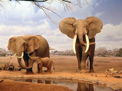 Animaux Éléphant - Famille Éléphants