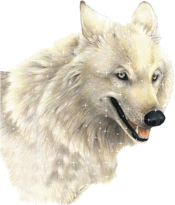 Animaux - Loup blanc