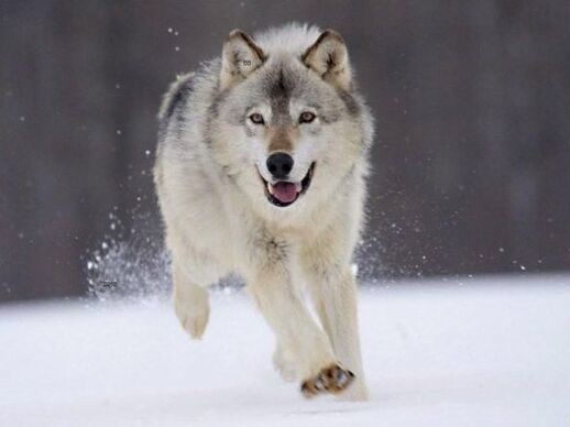 Animaux Loups - Loup blanc des neiges