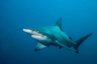 Animaux Records du monde animal - Les Requins