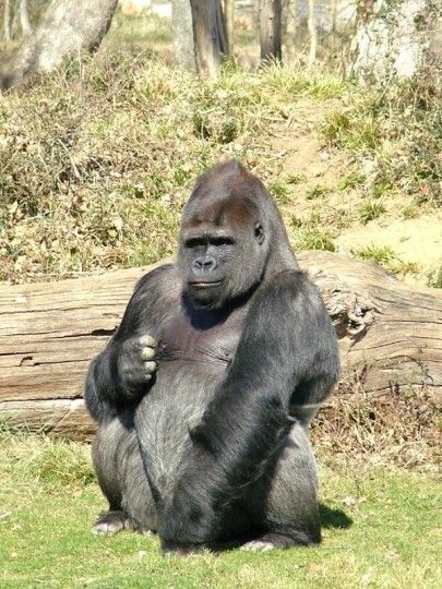 Singes 4d486e9a