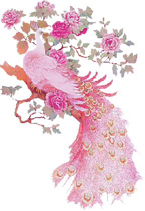 Animaux - Oiseau Paon rose