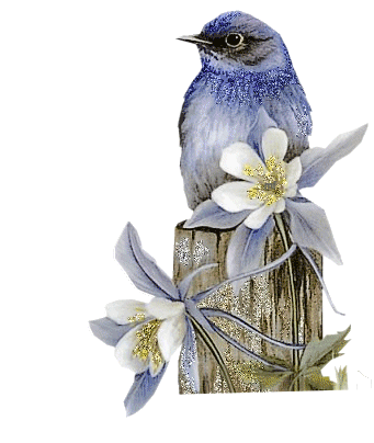Animaux - Oiseau bleu
