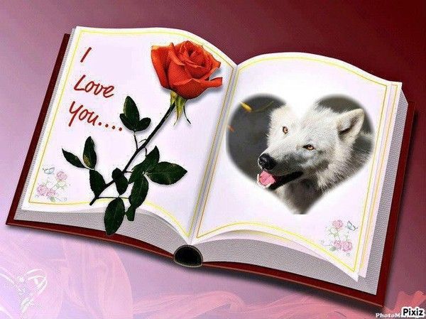 Livre - Le loup je t'aime