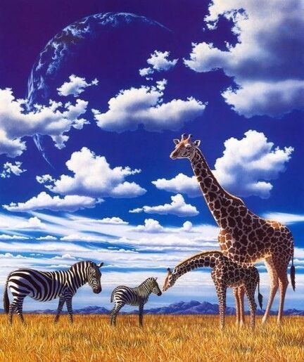 Animaux Girafe - Girafes, Zèbres