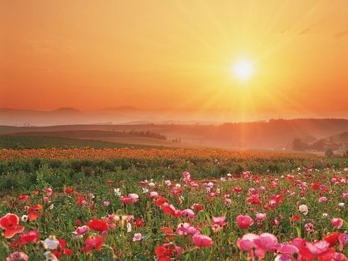 Nature Fleurs - Soleil, fleurs couleur rose et rouge