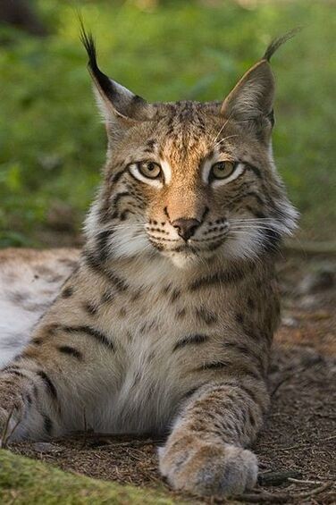 Animaux Lynx - Lynx