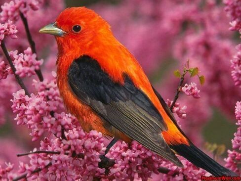 Animaux Oiseaux - Oiseau orange et noir
