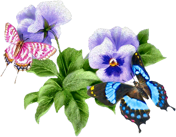 papillon animé