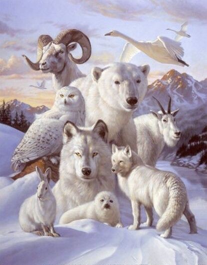 Animaux - Plusieurs animaux blancs
