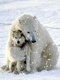 Animaux - Ours et chien race Husky Sibérien 