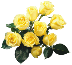 Fleurs - Roses jaune fond transparent